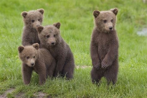 Best Friends Four Cute Brown Bear Cubs Print 13195839