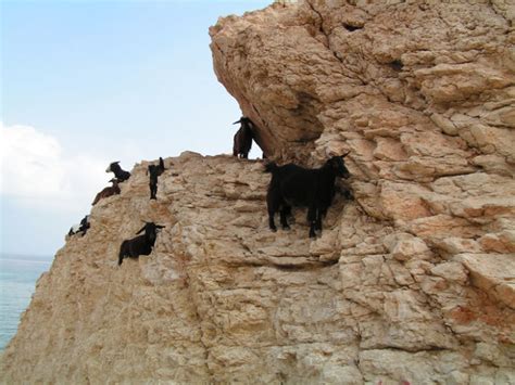 These Mountain Goats Seem To Defy Laws Of Physics Check Out 22 Pics