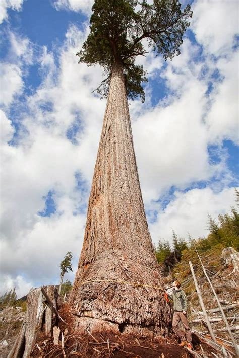 Vancouver Island Big Trees Canadas 2nd Biggest Douglas Fir Tree