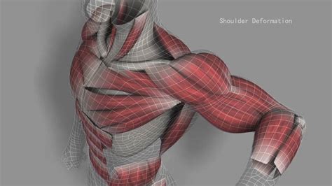 Riging Showreel - Muscle Simulation - YouTube