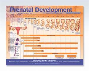 Prenatal Development Exam Room Anatomy Poster Clinicalposters