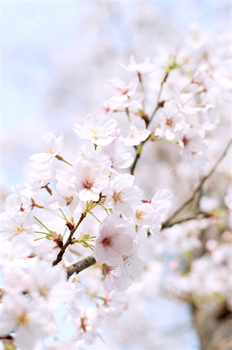 Gambar Background Foto Latar Belakang Putih Bunga Sakura Cabang Pohon