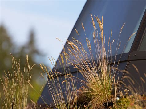 Biophilic Designs And Green Roof Systems Bridging The Gap