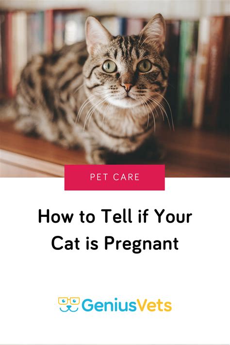 How To Tell If Your Cat Is Pregnant In 2021 Pregnant Cat Cats Cat Care