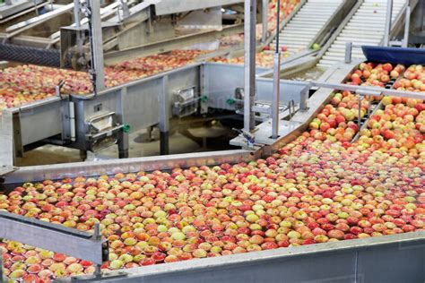 Apples Being Washed And Graded In Fruit Processing Plant Stock Photo
