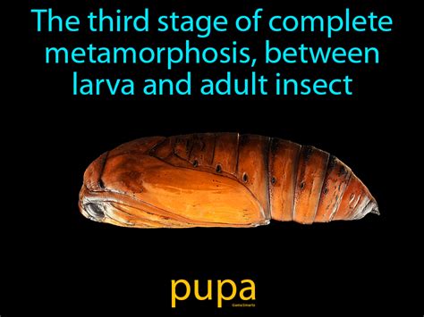 Pupa Definition And Image Gamesmartz
