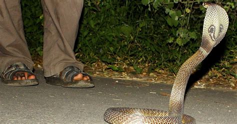 King Cobras Hate Him But This Karnataka Man Has Survived After Being