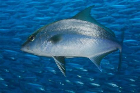 The Main Differences Between Almaco Jack Vs Amberjack Funcfish