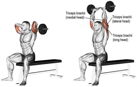 Seated E Z Bar Overhead Triceps Extension Bodybuilding Wizard