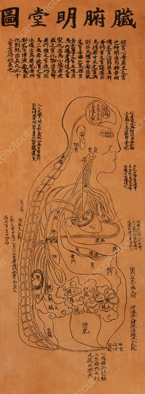 Leave a message and we will come back to you shortly. Chinese acupuncture chart showing internal organs - Stock Image - M746/0030 - Science Photo Library