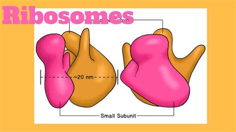 Ribosomes Structure Types And Function Youtube