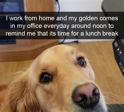Funny Dog Parent Memes These Adorable Pups Have Gone