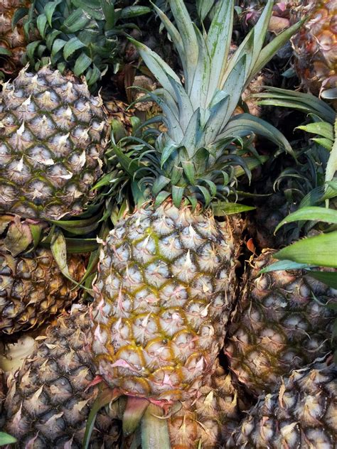 Pineapple Free Stock Photo Public Domain Pictures