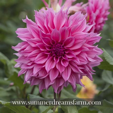 Dahlia Café Au Lait Rose — Dahlia Summerdreamsfarm