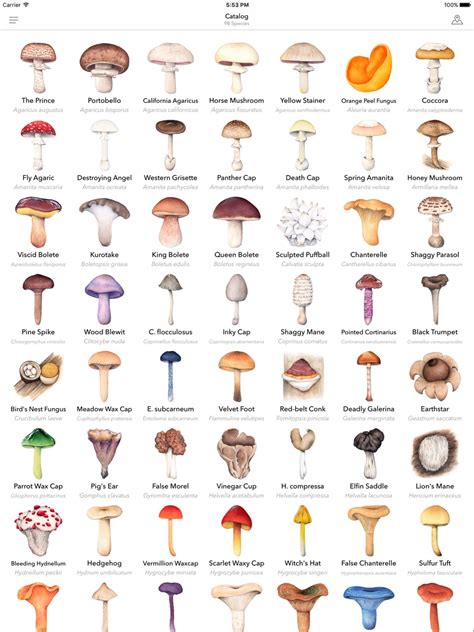 Minnesota Wild Mushroom Guide