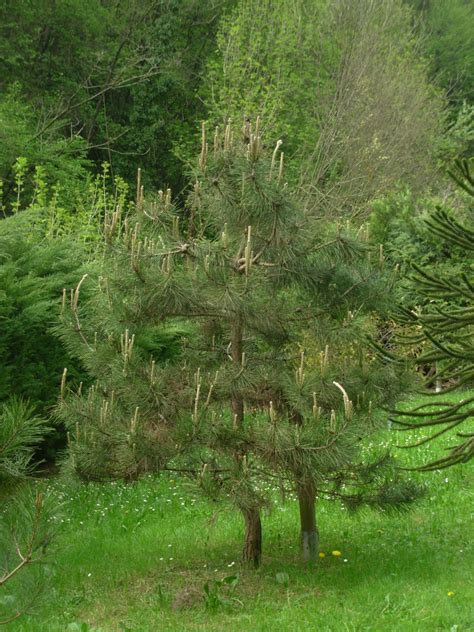 Pinus Tabuliformis Orto Botanico Di Ome