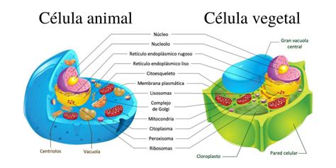 Célula Eucariótica Conceito Tipos Funções E Estrutura