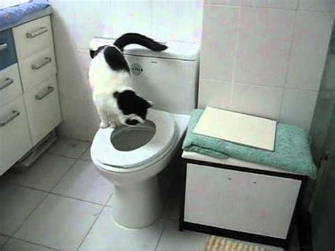 Grey cat breed russian blue. Cat using human toilet - YouTube