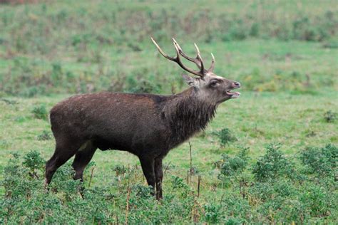 What Are The Different British Deer Species Naturespy