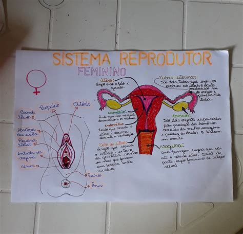 Mapa Mental Do Sistema Reprodutor Feminino Edulearn