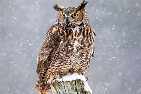 Great Horned Owls Facts