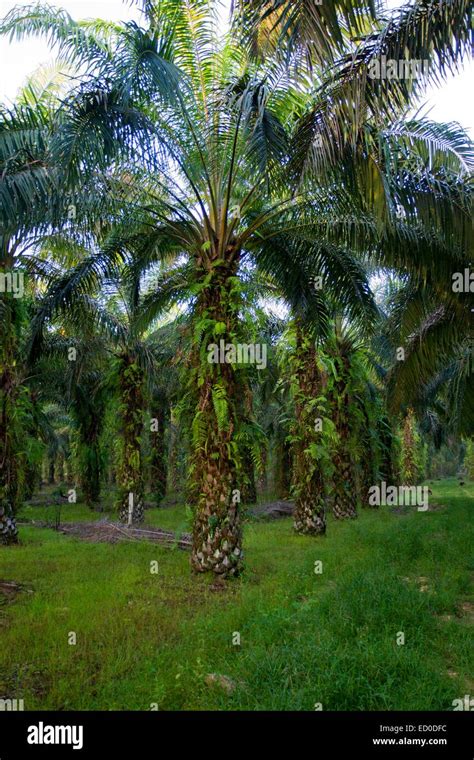 Malaysia Sabah State Sukau Oil Palm Tree African Oil Palm Elaeis