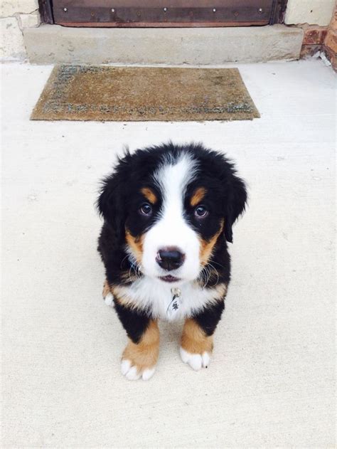 Bernese Mountain Dog Puppies Have To Be The Cutest Things