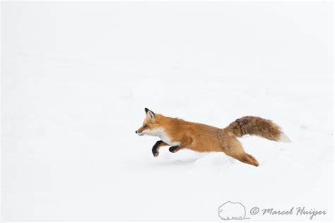 Marcel Huijser Photography Rocky Mountain Wildlife Red Fox Vulpes