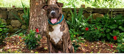 Adopt-A-Dog Animal Shelter | Pet Adoptions & Fosters