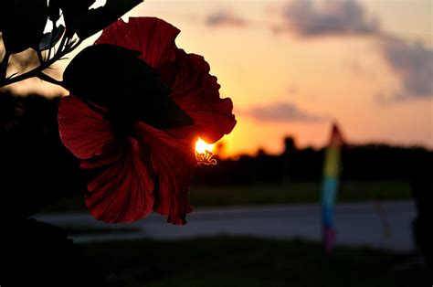 Hibiscus Sunset Photograph By Dennis Stanton