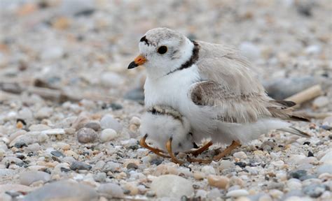 Protect Beach Nesting Birds Audubon New York