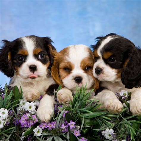 1 Cavalier King Charles Spaniel Puppies For Sale