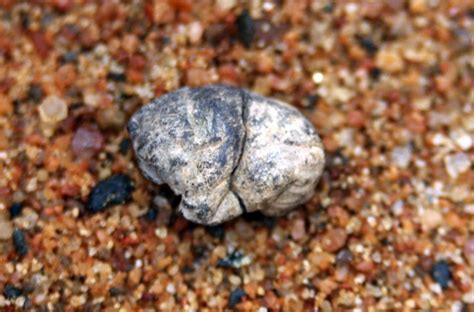 The World S Oldest Piece Of Chewing Gum Is At Least 5 000 Years Old