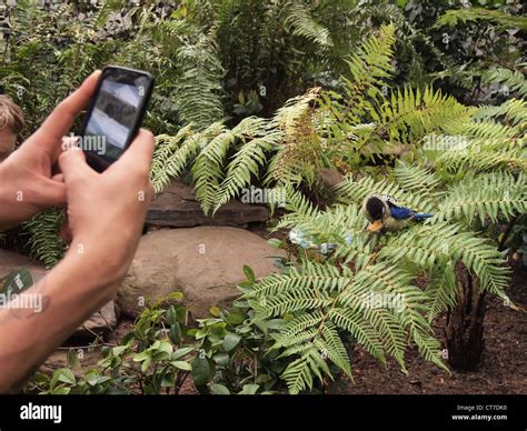 Tourist Photographs Northern Rosella Parakeet At The Bronx Zoo