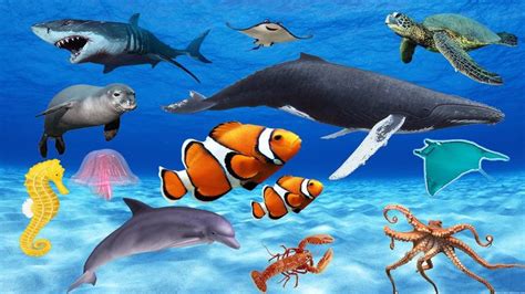 Learn Sea Animals Amazing Sea Animals Names And Sounds For Kids