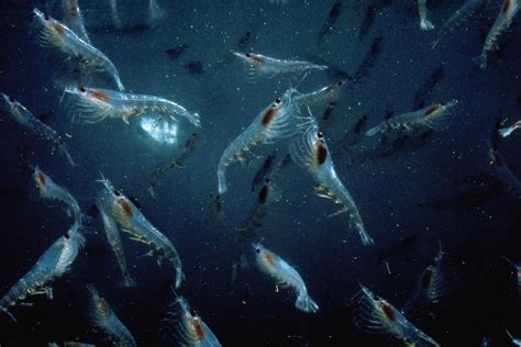 Everything You Need To Know About Krill