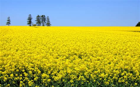 Field Yellow Flowers 054075
