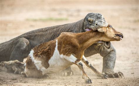 Komodo Dragon Hunting In Indonesia Tiki Touring Kiwi Gambaran