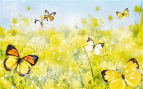 50 Free Animated Butterflies Desktop Wallpapers Wallpapersafari