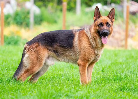 Top 6 Most Popular German Shepherd Colors And Patterns