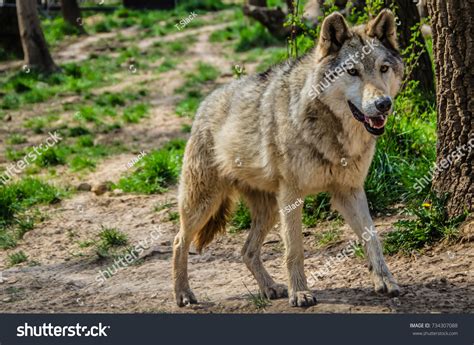 Eurasian Wolf Subspecies Grey Wolf Native Stock Photo 734307088