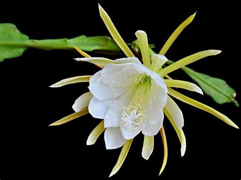 Rooting Night Blooming Cereus Learn How To Propagate A Night Blooming