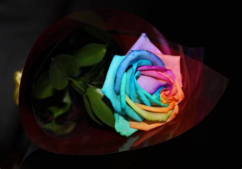 Rainbow Rose Matt Bailey Flickr