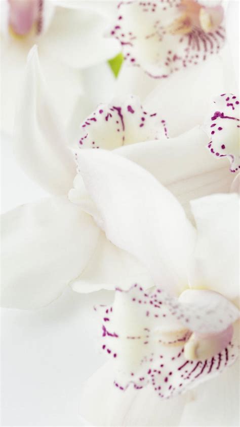 Download White Orchid With Purple Specks Wallpaper