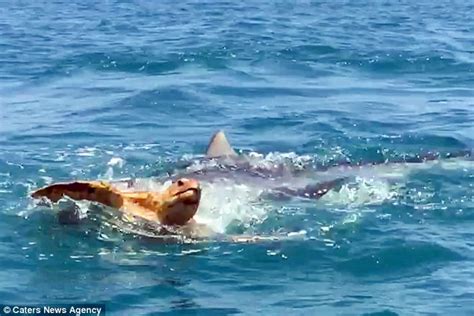 Ruthless Foot Long Tiger Shark Grabs A Turtle In Texas Daily Mail Online