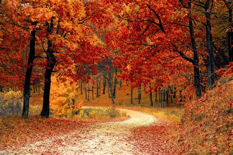 Free Images Nature Road Sunlight Leaf Fall Colourful Autumn Colorful Season Maple