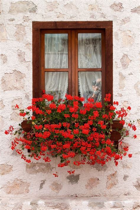 European Window Ledge Flowers Window Box Flowers Garden Windows