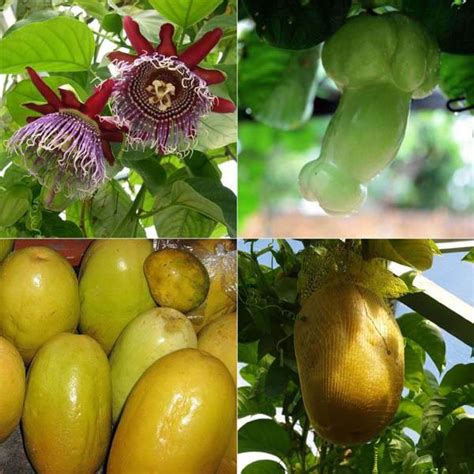Passiflora quadrangularis is an evergreen climber growing to 15 m (49ft) by 0.5 m (1ft 8in) at a fast rate. PASSIONFRUIT Giant Granadilla - Passiflora (Passionfruit ...