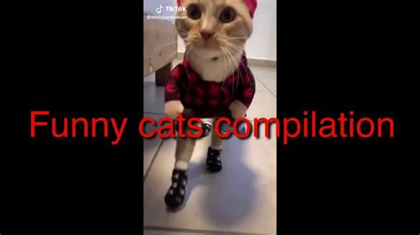 Tiktok Cats Funny Compilation Youtube