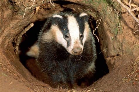 Poll Should The Badger Cull In England Be Abandoned And Replaced By